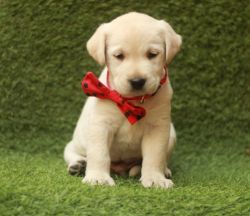 Labrador puppy for sale in Mumbai