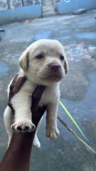 Lab puppy are sale