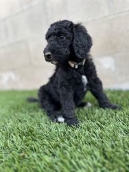 LABRADOODLE PUPPIES FOR SALE (F1BB)