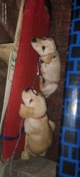 New born Best quality Labrador puppies
