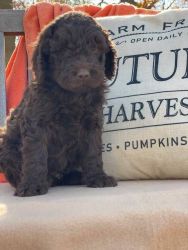 Labradoodle Puppies For Sale