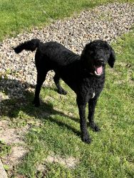 1.5 year old F2 labradoodle male