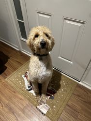 1 year old Labradoodle for sale
