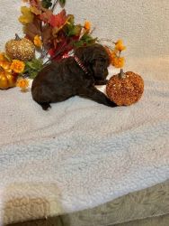A handsome Brown with White features male CKC F1BB Labradoodle