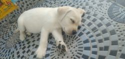 I want to sell my lab puppy 52 days old