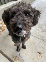Adorable Black and Silver Mini Labradoodle looking Good home
