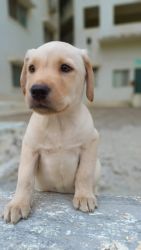 Cute Male Labrador
