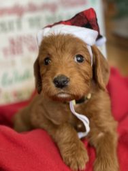 Labradoodle Puppies for Christmas