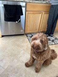 Labradoodle for sale