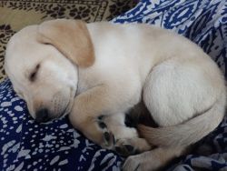 Sale 2 months lab puppy