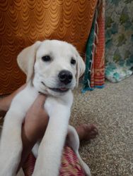 LAB FOR SALE