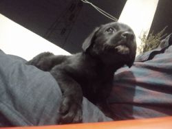 Black lab puppy just 40 days old