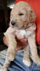 Labradoodle F1b puppies large size