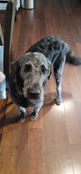 Young and loving labradoodle dog needing an active and caring family!