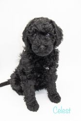 Miniature Labradoodle Puppies For Sale