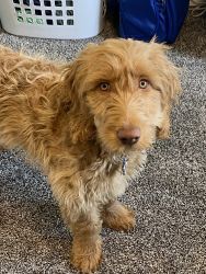 Sweet Labradoodle for sale