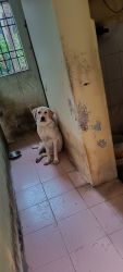 Cute little lab for sell