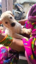 Lab for sale male 9000 female 7000