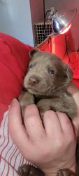Labradors Babies for sale
