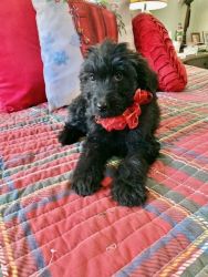 An adorable Black with White features female CKC F1BB Labradoodle