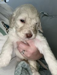 labradoodle for sale