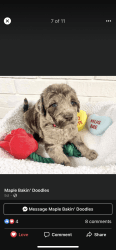Labordoodle puppies CKC registered Ready for New homes!