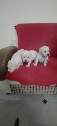 3 Lab puppies available
