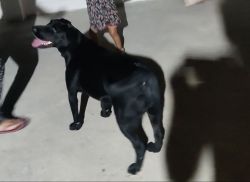 Dog for free adoption at Mysore location