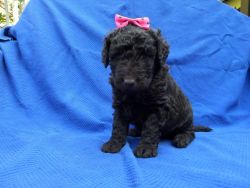 Lovely Labradoodle Puppies