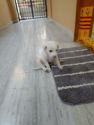 I am going to sell Lab Puppy