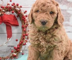 Labradoodle puppies available.