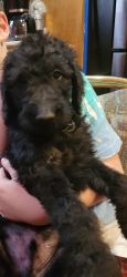 Labradoodle Pups for Sale in Mass