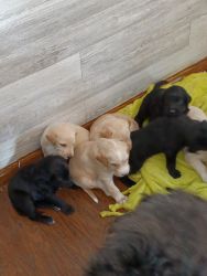 Labradoodle puppies for adoption