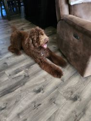 Male Labradoodle for Sale