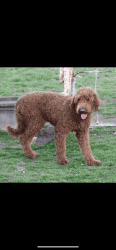 Red labradoodle