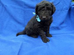 Lovable Labradoodle Puppies
