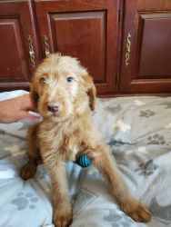 $500- F1bb Labradoodle- Mr. Brown #2-updated photos