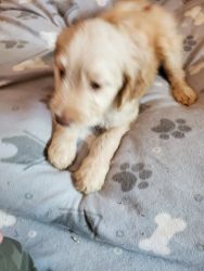$500-F1bb Labradoodle- Mr. Light Green-updated photos