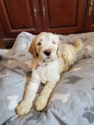 $500- F1bb Labradoodle- Miss Hot Pink