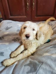 $500- F1bb Labradoodle- Miss Lilac-updated photos