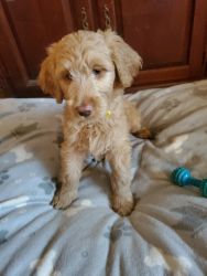 $500-F1bb Labradoodle- Miss Yellow-updated photos