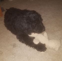 Male Labradoodle puppy