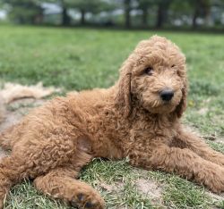 Snickers - F1B Labradoodle
