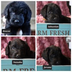 Pure bred Labradoodle puppies