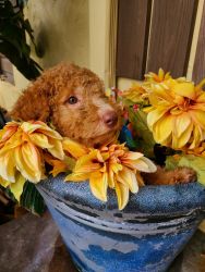 Labradoodle Red