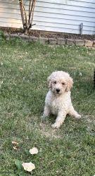 Adorable and Friendly Labradoodle Puppies!!