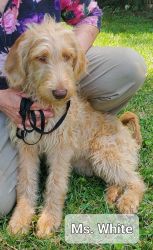 $500- F1bb Labradoodle-Miss White-updated photos