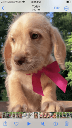 Labradoodle puppies ready for new homes