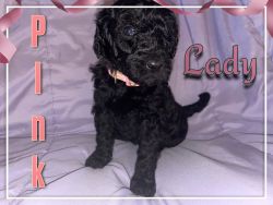 YouStandard Labradoodle Puppies for sale