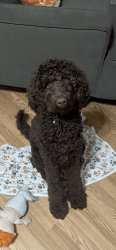 Rehoming 7th month Labradoodle
